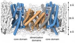 A two-domain elevator mechanism for sodium/proton antiport