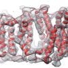 Borate transporter Bor1p appears to function according to the alternating access model