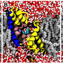 Atomically detailed molecular dynamics simulations