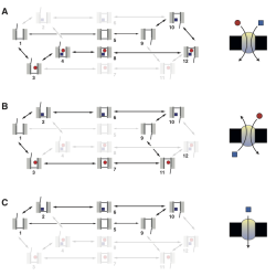 Principles of Transporter Function