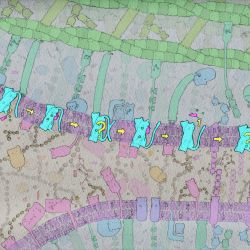 Fiona won the BPS Art of Science contest