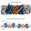 Structure and function of the mammalian sodium/proton exchanger NHE9
