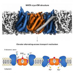 Structure and function of the mammalian sodium/proton exchanger NHE9