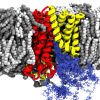 The alternating access mechanism in Mhp1