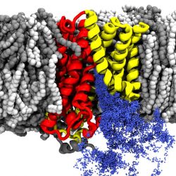 Simulations of membrane proteins