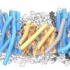 A two-domain elevator mechanism for sodium/proton antiport