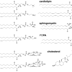 Influence of lipids on transmembrane transport proteins