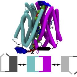 Flexible Gates Generate Occluded Intermediates in the Transport Cycle of LacY