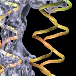 Ion channels