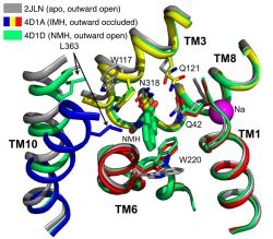 Molecular mechanism of ligand recognition by the Mhp1 transporter
