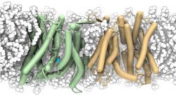 Crystal structure of the sodium-proton antiporter NhaA dimer and new mechanistic insights